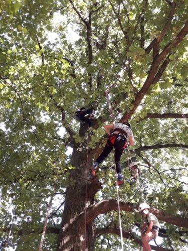 Big Tree Climbing Company at Into The Trees